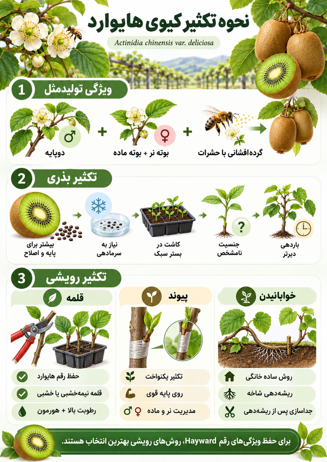 کیوی سبز هایوارد؛ ویژگی‌ها، شرایط کاشت و پرورش، نگهداری و خواص میوه
